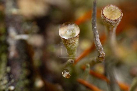 Photo for Lichen fruiting bodies in which spores are formed. Red fruit bodies in Cladonia species - Royalty Free Image