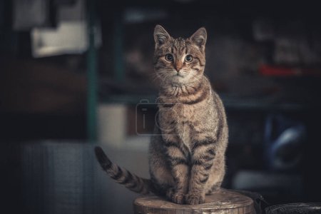 Un chat gris aux yeux vert vif regardant la caméra sur un dar