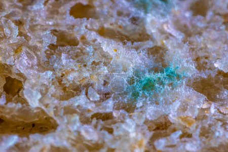 Photo for Bread mold. Beautiful mold. Mold spores, macro. Mold is light, yellow, transparent. - Royalty Free Image