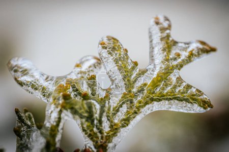 Icy tree branches. Tree branches with ice. Green needles with ic