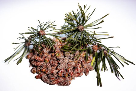Pine buds healthy diet. A pile of pine buds