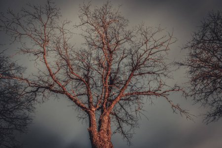A solitary tree stands against a moody sky, its intricate branch