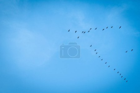 Photo for Bird migration in the background of a blue sky - Royalty Free Image