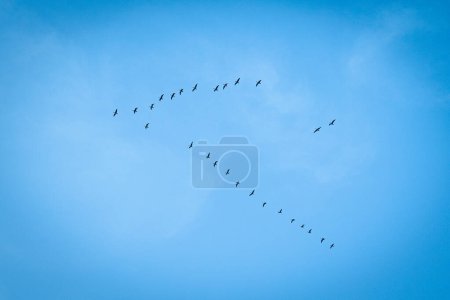 Photo for Bird migration in the background of a blue sky - Royalty Free Image