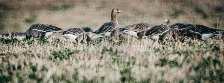 Brown geese graze in a meadow. The geese flew to the meadow