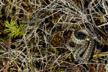 snake curled up in the warm sun. common adder, common viper, common Northern viper, European Northern viper