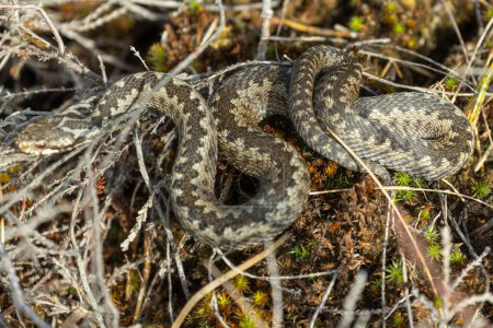 Photo for Snake curled up in the warm sun. common adder, common viper, common Northern viper, European Northern viper - Royalty Free Image