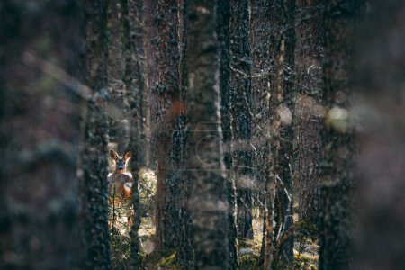 Foto de Ciervos se escondía entre los árboles en el bosque - Imagen libre de derechos