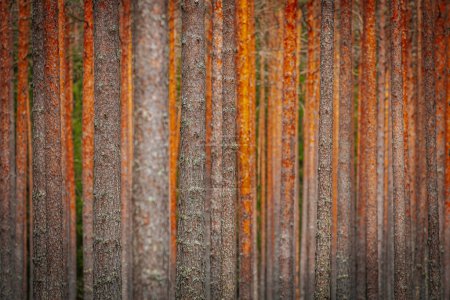 Camino de grava en el bosque de pinos
