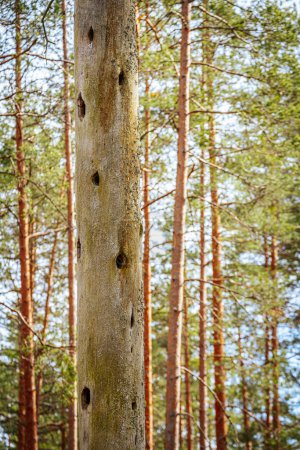 Trockener Kiefernbaum mit Vogelnestern im Kiefernwald