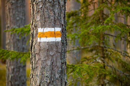 Wegweiser auf Kiefernstämmen in lettischen Wäldern. Ausweisung von Waldwegen auf Kiefernstämmen, Tourismus in den Wäldern Lettlands