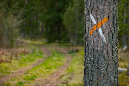 Señal de sendero forestal en troncos de pino en bosques letones. Designación de senderos forestales en troncos de pino, turismo en los bosques de Letonia