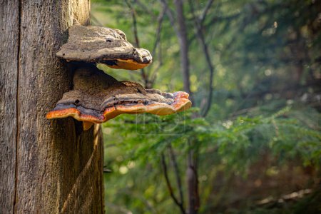 Foto de Hongos de soporte, hongos de corteza sobre madera seca - Imagen libre de derechos