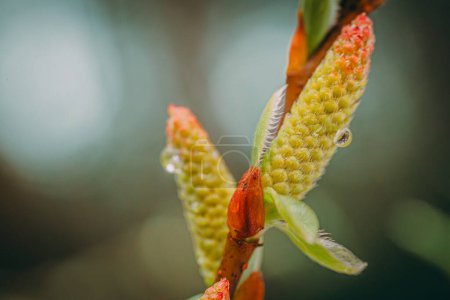 Foto de Hojas frescas de primavera. Salix sepulcralis Crisocoma. - Imagen libre de derechos