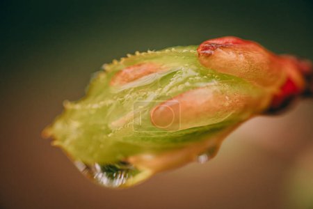 Brote de tilo flores de hoja verde en los rayos del atardecer