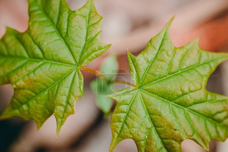 Closeup of green maple leaves in the forest. Shallow depth of field.