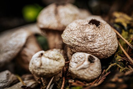 Macro shot of group of puffball mushrooms in the forest.
