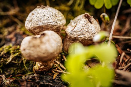 Macro shot of group of puffball mushrooms in the forest.