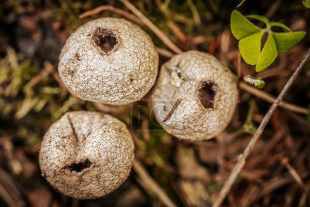 Makroaufnahme einer Gruppe von Puffballpilzen im Wald.