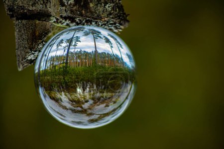 A pine tree in a glass ball of an ecologically clean forest