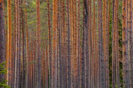 crecimiento joven de pinos en primavera es un bosque ecológicamente limpio