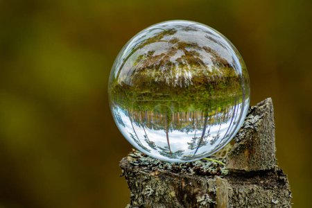 Un pino en una bola de vidrio de un bosque ecológicamente limpio
