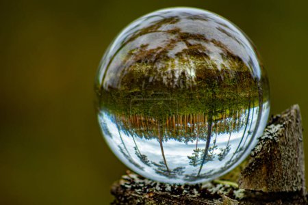 Un pino en una bola de vidrio de un bosque ecológicamente limpio