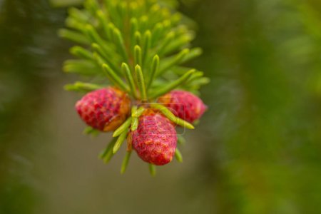Spruce red spring buds ecologically pure forest.