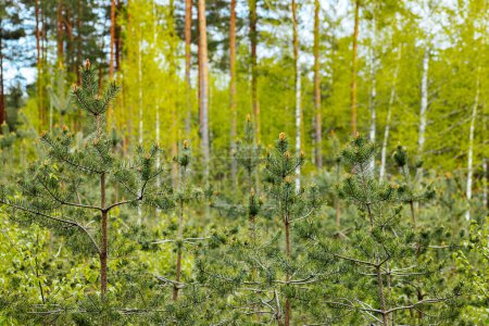 junges Wachstum der Kiefern im Frühjahr ist ein ökologisch sauberer Wald