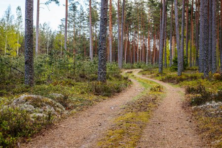 Gravel road in a pine forest in the spring of an ecologically clean forest