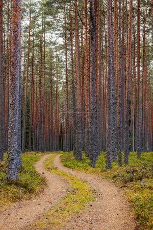 Foto de Camino de grava en un bosque de pinos en la primavera de un bosque ecológicamente limpio - Imagen libre de derechos