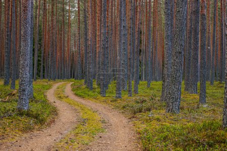 Route de gravier dans une pinède au printemps d'une forêt écologiquement propre