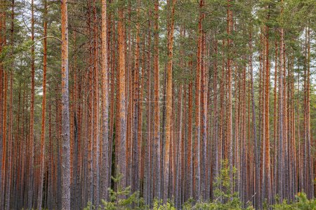 Photo for Young growth of pine trees in spring is an ecologically clean forest - Royalty Free Image