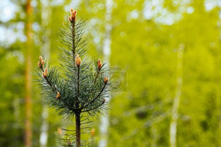 la jeune croissance des pins au printemps est une forêt écologiquement propre