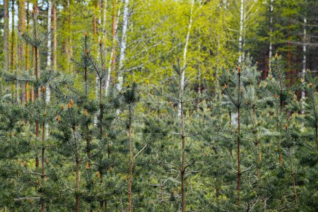 crecimiento joven de pinos en primavera es un bosque ecológicamente limpio