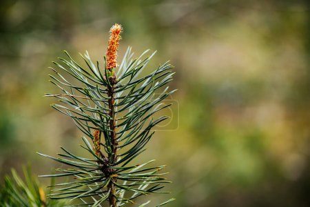 young growth of pine trees in spring is an ecologically clean forest