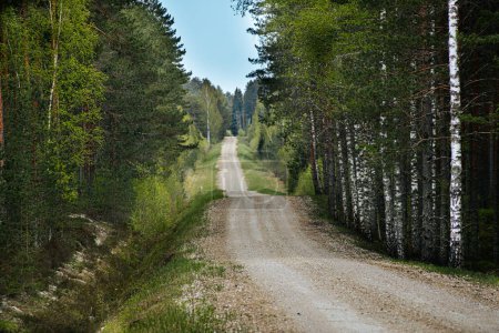 Téléchargez les photos : Route de gravier dans une pinède au printemps d'une forêt écologiquement propre - en image libre de droit