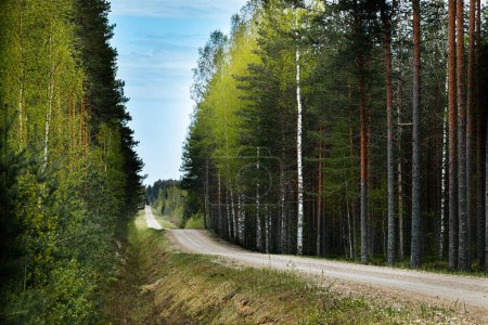Schotterstraße im Kiefernwald im Frühling eines ökologisch sauberen Waldes