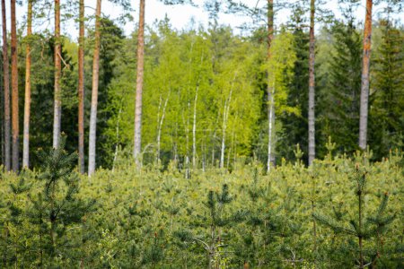 Téléchargez les photos : La jeune croissance des pins au printemps est une forêt écologiquement propre - en image libre de droit