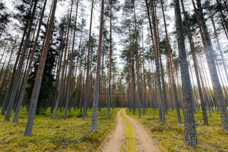 Téléchargez les photos : Route de gravier dans une pinède au printemps d'une forêt écologiquement propre - en image libre de droit