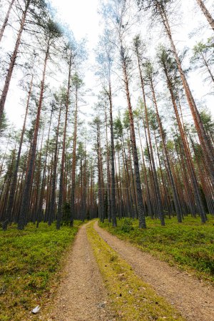 Camino de grava en un bosque de pinos en la primavera de un bosque ecológicamente limpio