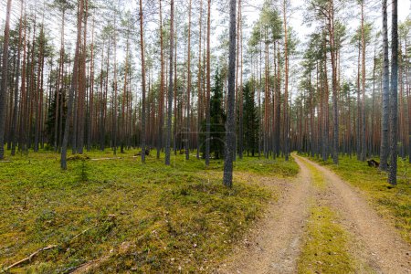 Camino de grava en un bosque de pinos en la primavera de un bosque ecológicamente limpio
