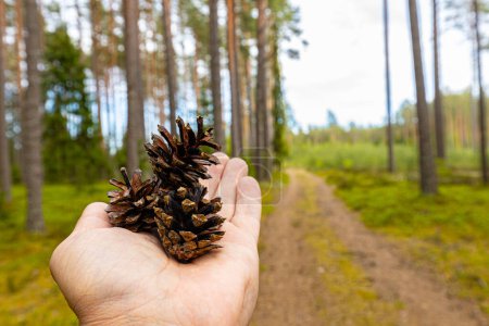 Téléchargez les photos : Cônes de pin sur la paume d'une nouvelle croissance au printemps dans une forêt écologiquement propre - en image libre de droit