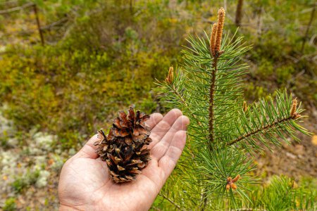 Kiefernzapfen auf der Handfläche eines neuen Wachstums im Frühling in einem ökologisch sauberen Wald