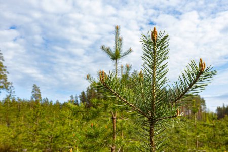 la jeune croissance des pins au printemps est une forêt écologiquement propre