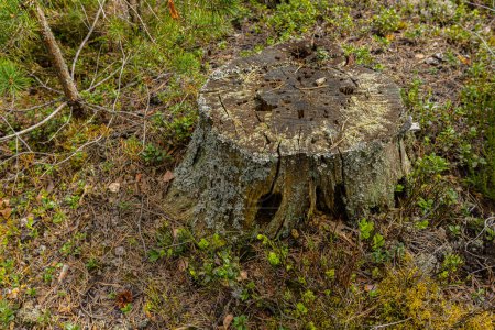 Casa de insectos tocón de pino bosque ecológicamente limpio