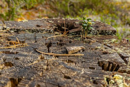Pine moignon insecte maison écologiquement propre forêt