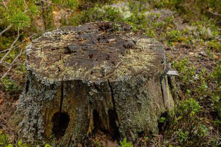 Pine moignon insecte maison écologiquement propre forêt