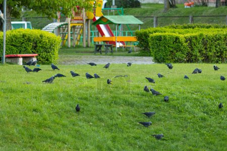 Un troupeau de corbeaux est à la recherche de nourriture dans le pré