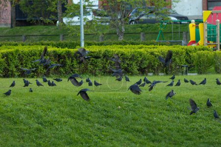 Un troupeau de corbeaux est à la recherche de nourriture dans le pré